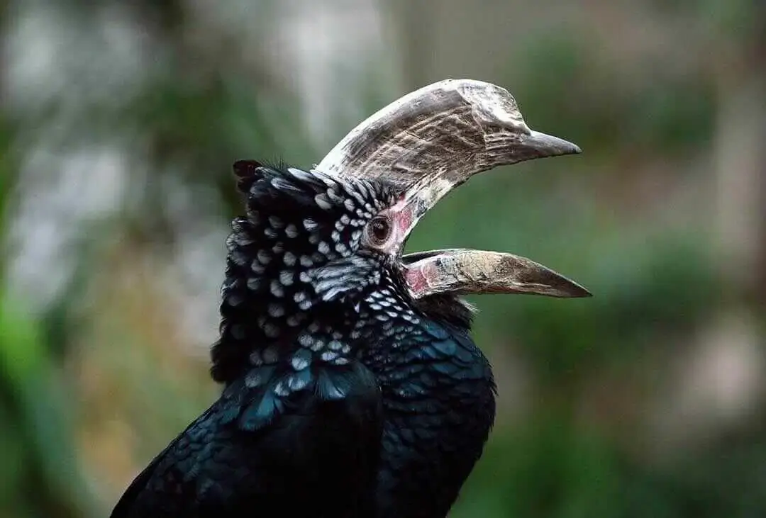 hornbill mouth open